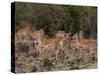 Impala (Aepyceros Melampus), Masai Mara, Kenya, East Africa, Africa-Sergio Pitamitz-Stretched Canvas