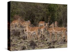 Impala (Aepyceros Melampus), Masai Mara, Kenya, East Africa, Africa-Sergio Pitamitz-Stretched Canvas