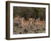 Impala (Aepyceros Melampus), Masai Mara, Kenya, East Africa, Africa-Sergio Pitamitz-Framed Photographic Print