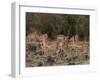 Impala (Aepyceros Melampus), Masai Mara, Kenya, East Africa, Africa-Sergio Pitamitz-Framed Photographic Print