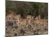 Impala (Aepyceros Melampus), Masai Mara, Kenya, East Africa, Africa-Sergio Pitamitz-Mounted Photographic Print