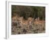Impala (Aepyceros Melampus), Masai Mara, Kenya, East Africa, Africa-Sergio Pitamitz-Framed Photographic Print