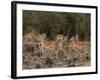 Impala (Aepyceros Melampus), Masai Mara, Kenya, East Africa, Africa-Sergio Pitamitz-Framed Photographic Print