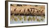 Impala (Aepyceros melampus), Mkhuze Game Reserve, Kwazulu-Natal, South Africa, Africa-Christian Kober-Framed Photographic Print