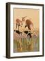 Impala (Aepyceros melampus), Mkhuze Game Reserve, Kwazulu-Natal, South Africa, Africa-Christian Kober-Framed Photographic Print