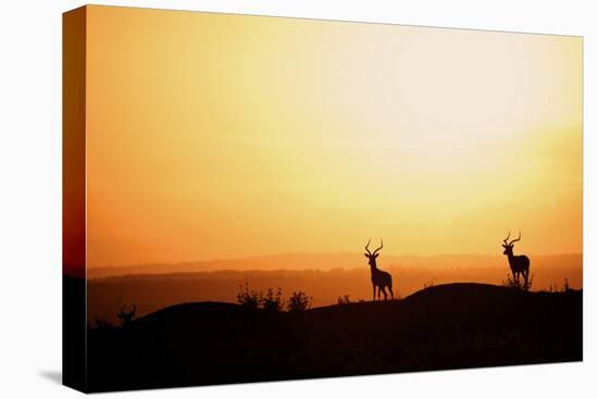 Impala (Aepyceros melampus) three adult males, silhouetted at sunset, Nairobi , Kenya-Ben Sadd-Stretched Canvas