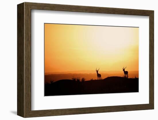 Impala (Aepyceros melampus) three adult males, silhouetted at sunset, Nairobi , Kenya-Ben Sadd-Framed Photographic Print