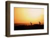 Impala (Aepyceros melampus) three adult males, silhouetted at sunset, Nairobi , Kenya-Ben Sadd-Framed Photographic Print