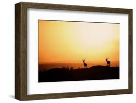 Impala (Aepyceros melampus) three adult males, silhouetted at sunset, Nairobi , Kenya-Ben Sadd-Framed Photographic Print