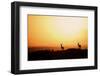 Impala (Aepyceros melampus) three adult males, silhouetted at sunset, Nairobi , Kenya-Ben Sadd-Framed Photographic Print