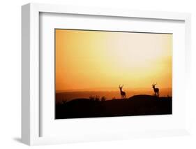 Impala (Aepyceros melampus) three adult males, silhouetted at sunset, Nairobi , Kenya-Ben Sadd-Framed Photographic Print