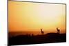 Impala (Aepyceros melampus) three adult males, silhouetted at sunset, Nairobi , Kenya-Ben Sadd-Mounted Photographic Print