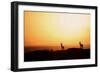 Impala (Aepyceros melampus) three adult males, silhouetted at sunset, Nairobi , Kenya-Ben Sadd-Framed Photographic Print