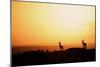 Impala (Aepyceros melampus) three adult males, silhouetted at sunset, Nairobi , Kenya-Ben Sadd-Mounted Photographic Print