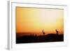 Impala (Aepyceros melampus) three adult males, silhouetted at sunset, Nairobi , Kenya-Ben Sadd-Framed Photographic Print