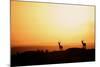 Impala (Aepyceros melampus) three adult males, silhouetted at sunset, Nairobi , Kenya-Ben Sadd-Mounted Photographic Print