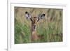 Impala (Aepyceros melampus), Tsavo, Kenya, East Africa, Africa-Sergio Pitamitz-Framed Photographic Print