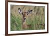 Impala (Aepyceros melampus), Tsavo, Kenya, East Africa, Africa-Sergio Pitamitz-Framed Photographic Print