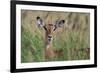 Impala (Aepyceros melampus), Tsavo, Kenya, East Africa, Africa-Sergio Pitamitz-Framed Photographic Print