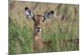 Impala (Aepyceros melampus), Tsavo, Kenya, East Africa, Africa-Sergio Pitamitz-Mounted Photographic Print