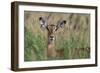 Impala (Aepyceros melampus), Tsavo, Kenya, East Africa, Africa-Sergio Pitamitz-Framed Photographic Print