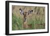 Impala (Aepyceros melampus), Tsavo, Kenya, East Africa, Africa-Sergio Pitamitz-Framed Photographic Print