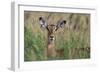 Impala (Aepyceros melampus), Tsavo, Kenya, East Africa, Africa-Sergio Pitamitz-Framed Photographic Print