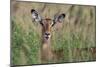 Impala (Aepyceros melampus), Tsavo, Kenya, East Africa, Africa-Sergio Pitamitz-Mounted Photographic Print