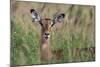 Impala (Aepyceros melampus), Tsavo, Kenya, East Africa, Africa-Sergio Pitamitz-Mounted Photographic Print