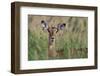 Impala (Aepyceros melampus), Tsavo, Kenya, East Africa, Africa-Sergio Pitamitz-Framed Premium Photographic Print