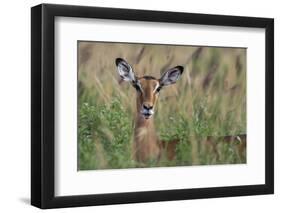 Impala (Aepyceros melampus), Tsavo, Kenya, East Africa, Africa-Sergio Pitamitz-Framed Premium Photographic Print