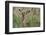 Impala (Aepyceros melampus), Tsavo, Kenya, East Africa, Africa-Sergio Pitamitz-Framed Photographic Print