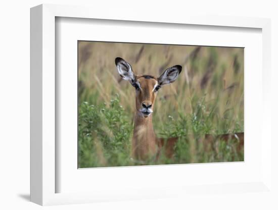 Impala (Aepyceros melampus), Tsavo, Kenya, East Africa, Africa-Sergio Pitamitz-Framed Photographic Print