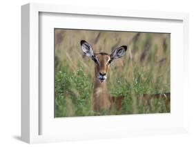 Impala (Aepyceros melampus), Tsavo, Kenya, East Africa, Africa-Sergio Pitamitz-Framed Photographic Print