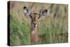 Impala (Aepyceros melampus), Tsavo, Kenya, East Africa, Africa-Sergio Pitamitz-Stretched Canvas