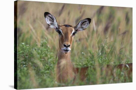 Impala (Aepyceros melampus), Tsavo, Kenya, East Africa, Africa-Sergio Pitamitz-Stretched Canvas