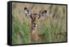 Impala (Aepyceros melampus), Tsavo, Kenya, East Africa, Africa-Sergio Pitamitz-Framed Stretched Canvas