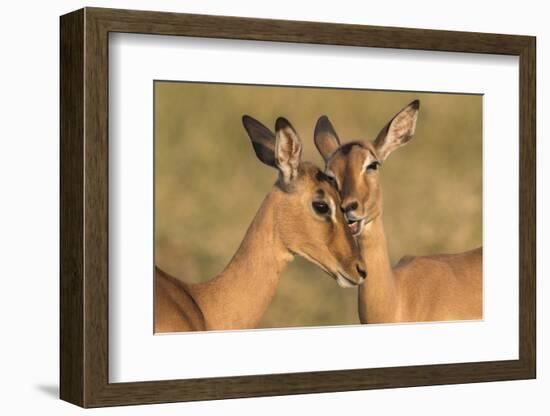 Impala allo-grooming, KwaZulu-Natal, South Africa-Ann & Steve Toon-Framed Photographic Print