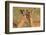 Impala allo-grooming, KwaZulu-Natal, South Africa-Ann & Steve Toon-Framed Photographic Print