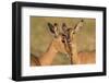 Impala allo-grooming, KwaZulu-Natal, South Africa-Ann & Steve Toon-Framed Photographic Print