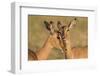 Impala allo-grooming, KwaZulu-Natal, South Africa-Ann & Steve Toon-Framed Photographic Print