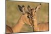 Impala allo-grooming, KwaZulu-Natal, South Africa-Ann & Steve Toon-Mounted Photographic Print