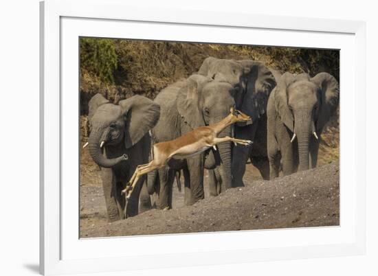 Impala and African elephants, Mashatu Reserve, Botswana-Art Wolfe-Framed Photographic Print