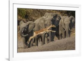 Impala and African elephants, Mashatu Reserve, Botswana-Art Wolfe-Framed Photographic Print