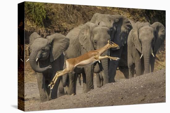 Impala and African elephants, Mashatu Reserve, Botswana-Art Wolfe-Stretched Canvas