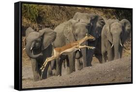 Impala and African elephants, Mashatu Reserve, Botswana-Art Wolfe-Framed Stretched Canvas