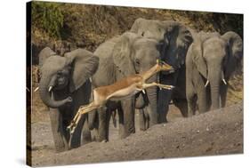 Impala and African elephants, Mashatu Reserve, Botswana-Art Wolfe-Stretched Canvas