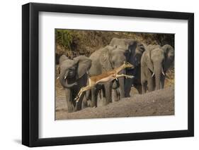 Impala and African elephants, Mashatu Reserve, Botswana-Art Wolfe-Framed Photographic Print