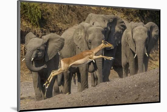 Impala and African elephants, Mashatu Reserve, Botswana-Art Wolfe-Mounted Photographic Print