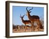 Impala bucks, 2019,-Eric Meyer-Framed Photographic Print